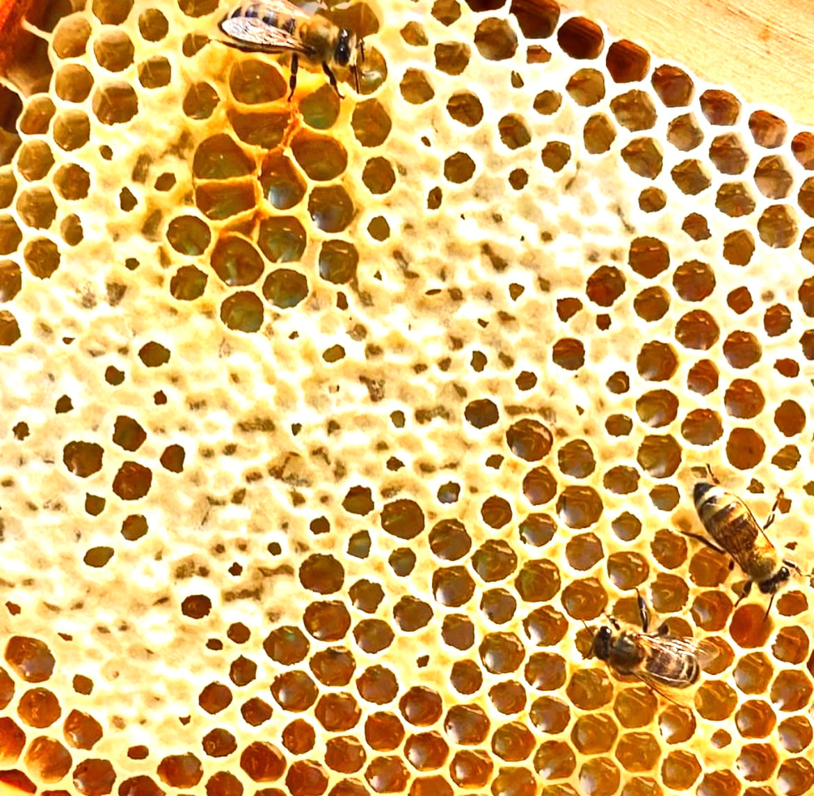 340G SPRING BLOSSOM RAW HONEY UNPASTEURISED