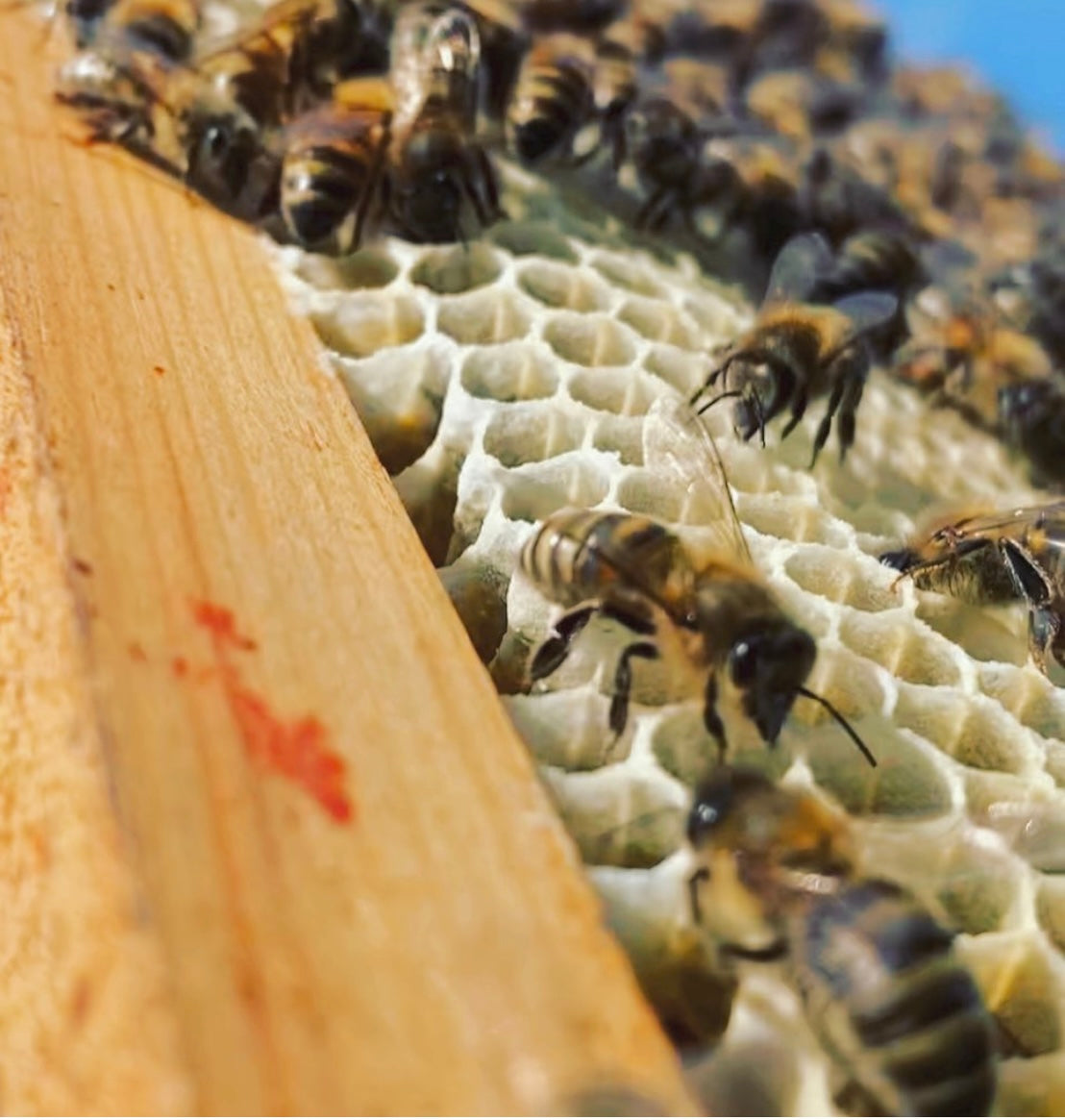 340G SPRING BLOSSOM RAW HONEY UNPASTEURISED