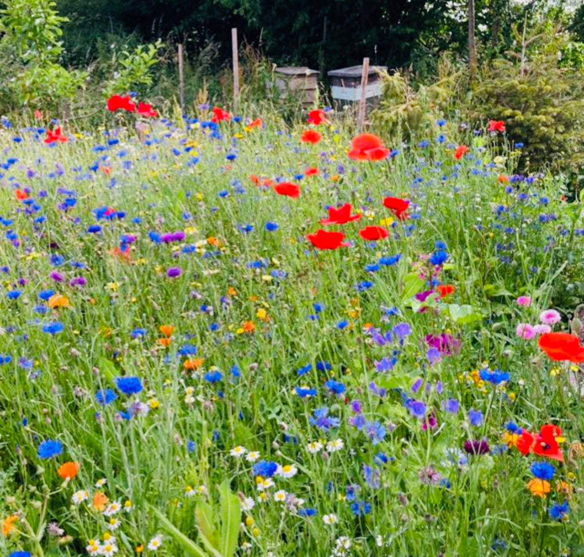 340gram habanero chilli infused hot honey